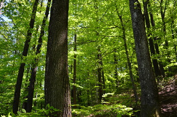 Fototapeta na wymiar Spring beech forest with fresh light green foliage