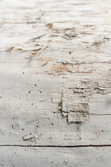 Tree stump texture in the nature