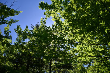 Spring beech forest with fresh light green foliage