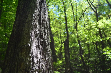 Naklejka premium Spring beech forest with fresh light green foliage