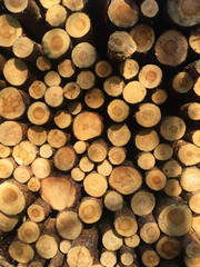 Detail of pile of freshly cut timber logs in sunshine - logging, forestry background