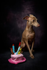Portrait of little italian greyhound dog.Happy Birthday hat