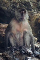 Monkeybeach Thailand 