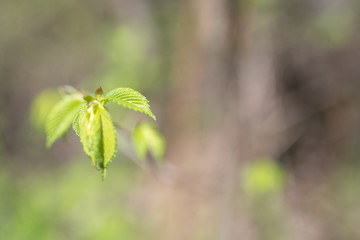bokeh background up close plant leaves