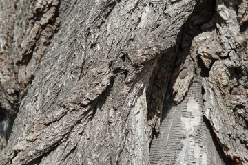 Tree bark texture in the nature