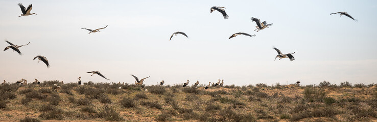 flock of migrating storks in israel