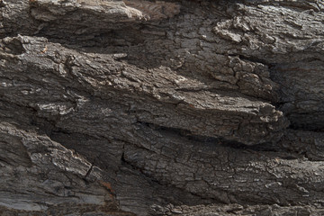Tree bark texture in the nature