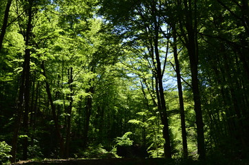 Spring beech forest with fresh light green foliage