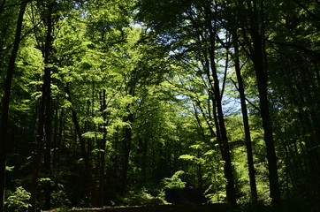Spring beech forest with fresh light green foliage