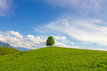 Baum - Hügel - Allgäu - Sommer - einsam - Weite