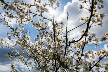 Cherries in blosoms in nice spring afternoon.
