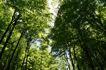 Spring beech forest with fresh light green foliage