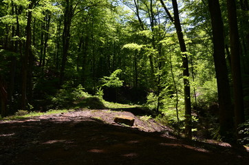 Spring beech forest with fresh light green foliage