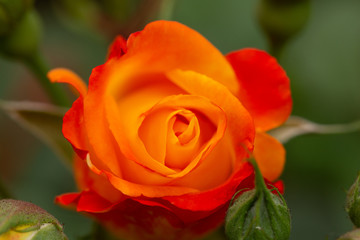 Macro Flowers at the Mission