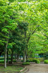 爽やかな公園風景