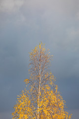 Obraz premium Birch tree top against cloudy sky