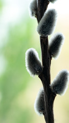 willow twig on a beautiful background