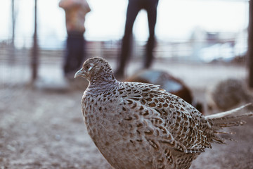 female pheasant walks in the cage