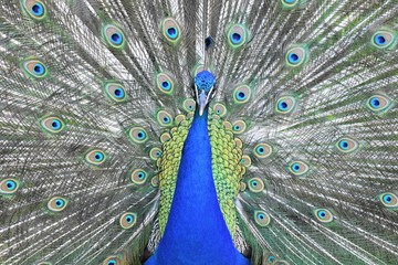 Peacock displaying its unfolded tail (Pavo cristatus)