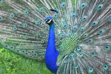Obraz premium Peacock displaying its unfolded tail (Pavo cristatus)