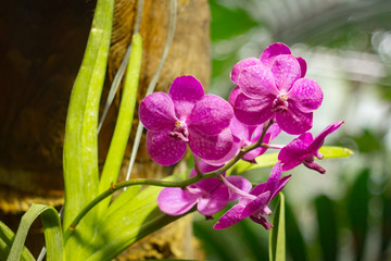 Phalaenopsis (moth orchid) plant blooming in a hothouse 