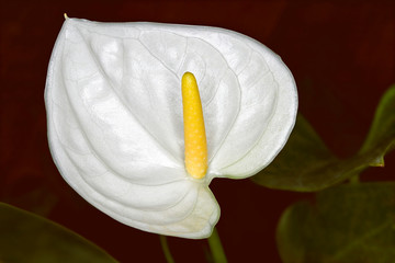 A beautiful Peace lily with a deep red background in closeup