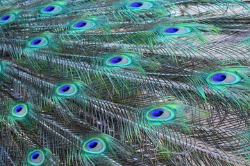 Obraz premium Abstract background based on peacock feathers