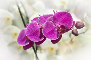Purple Phalaenopsis (moth orchid) flower in an orangery.