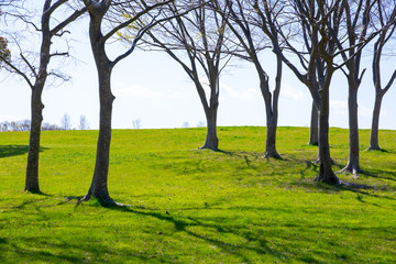 Fototapeta premium 爽やかな公園風景