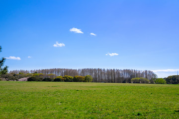 爽やかな公園風景