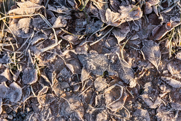 Fallen leaves on ground covered in frost rime