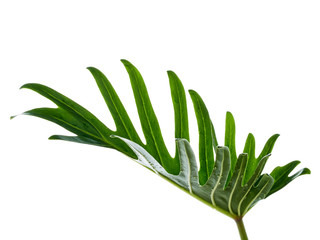 Watercolor tropical philodendron xanadu leaf