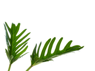 Watercolor tropical philodendron xanadu leaf