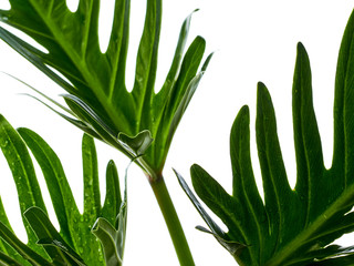 Watercolor tropical philodendron xanadu leaf