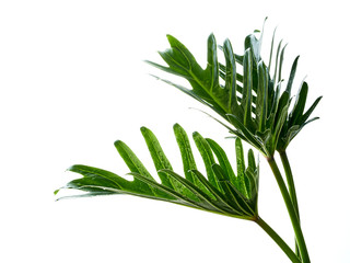 Watercolor tropical philodendron xanadu leaf