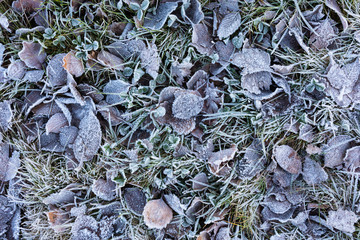 Fallen leaves on ground covered in frost rime
