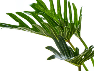 Watercolor tropical philodendron xanadu leaf