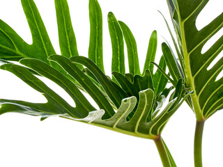 Watercolor tropical philodendron xanadu leaf