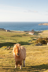 Shetland Pony Horse