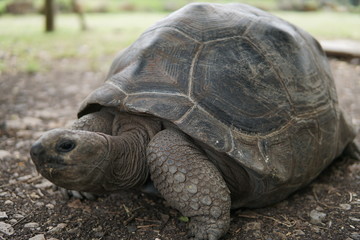 Obraz premium Big Turtle