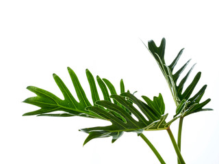 Fototapeta premium Watercolor tropical philodendron xanadu leaf