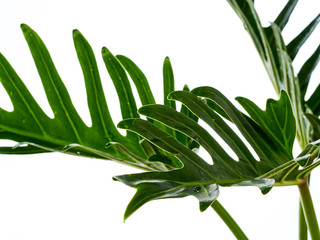 Watercolor tropical philodendron xanadu leaf © jittima