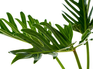 Watercolor tropical philodendron xanadu leaf