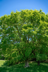 Fototapeta premium 爽やかな公園風景