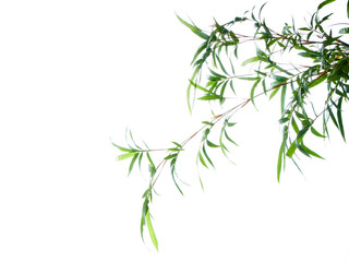 Asian natural background with bamboo