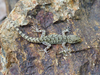 Kotschys gecko, Cyrtopodion kotschyi