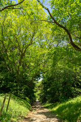 Fototapeta premium 爽やかな公園風景