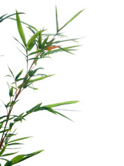 Fototapeta premium Asian natural background with bamboo
