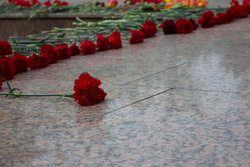 Red carnation on memorial