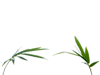 Asian natural background with bamboo